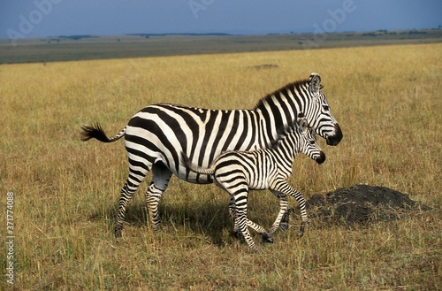Burchell's Zebra, equus burchelli, Female with Foal, Masai Mara Park in Kenya