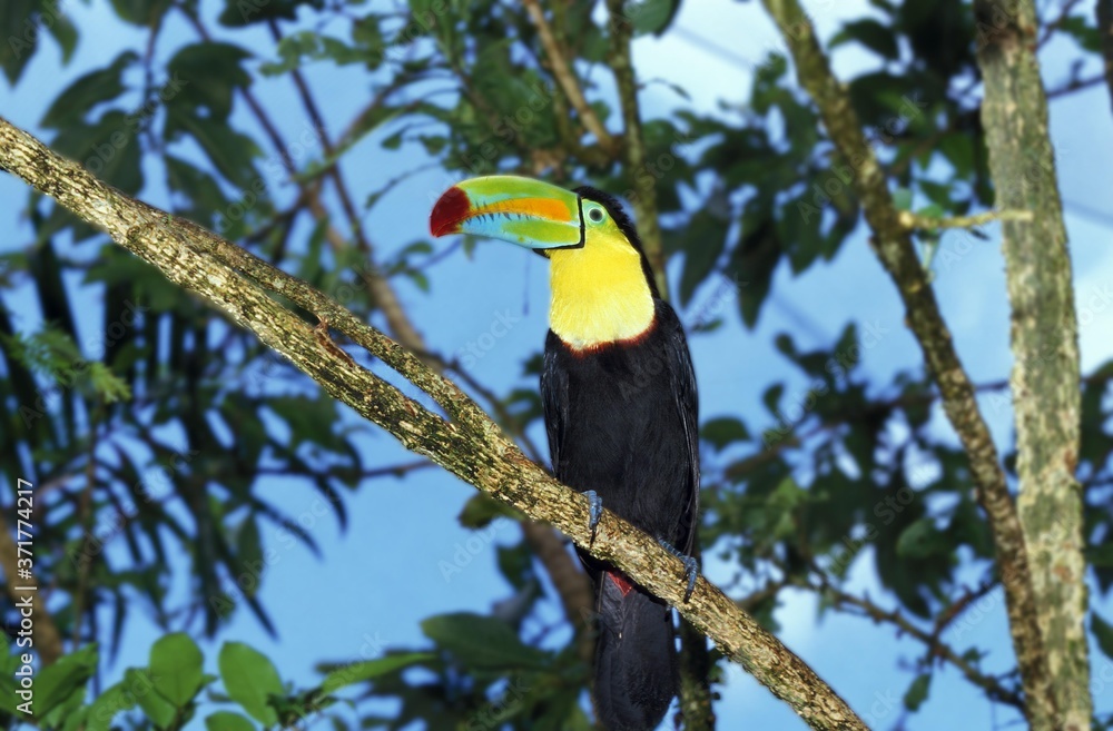 Fototapeta premium Tukan z kilem, ramphastos sulfuratus, Kostaryka