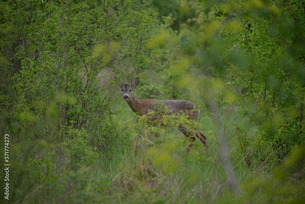 Capreolus capreolus on the glade with green bushes Capreolus capreolus on the glade with green bushes