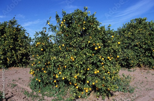 Orange Tree, citrus sinensis in Corsica