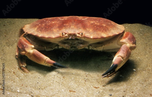 Edible Crab, cancer pagurus