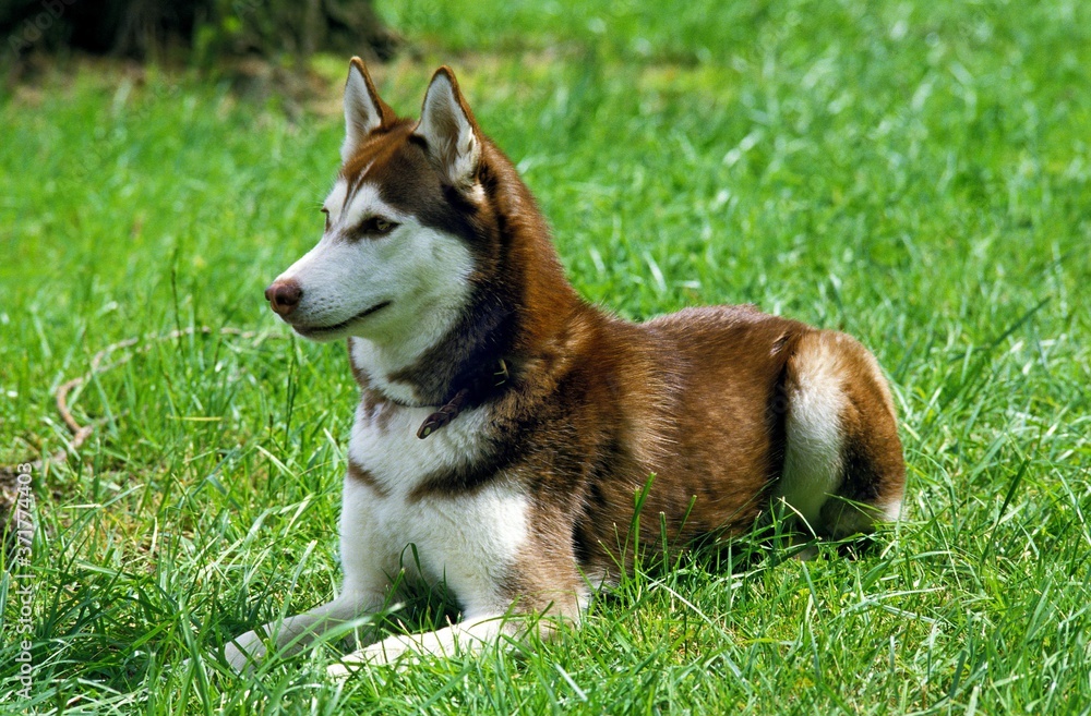 Siberian Husky, Adult Laying on Grass Siberian Husky, Adult Laying on Grass