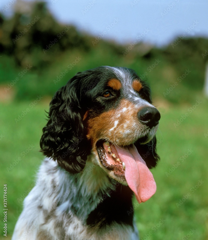 Portrait of English Setter Dog with Tongue out