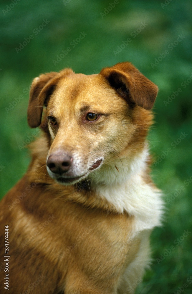 Portrait of Dog Portrait of Dog