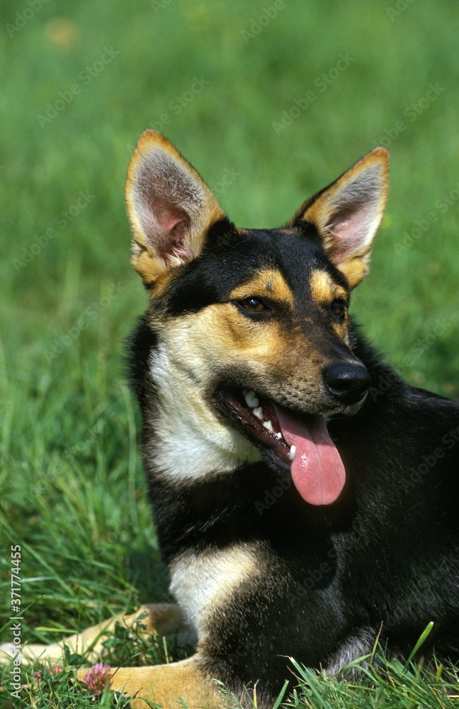Fototapeta premium Dog laying on Grass