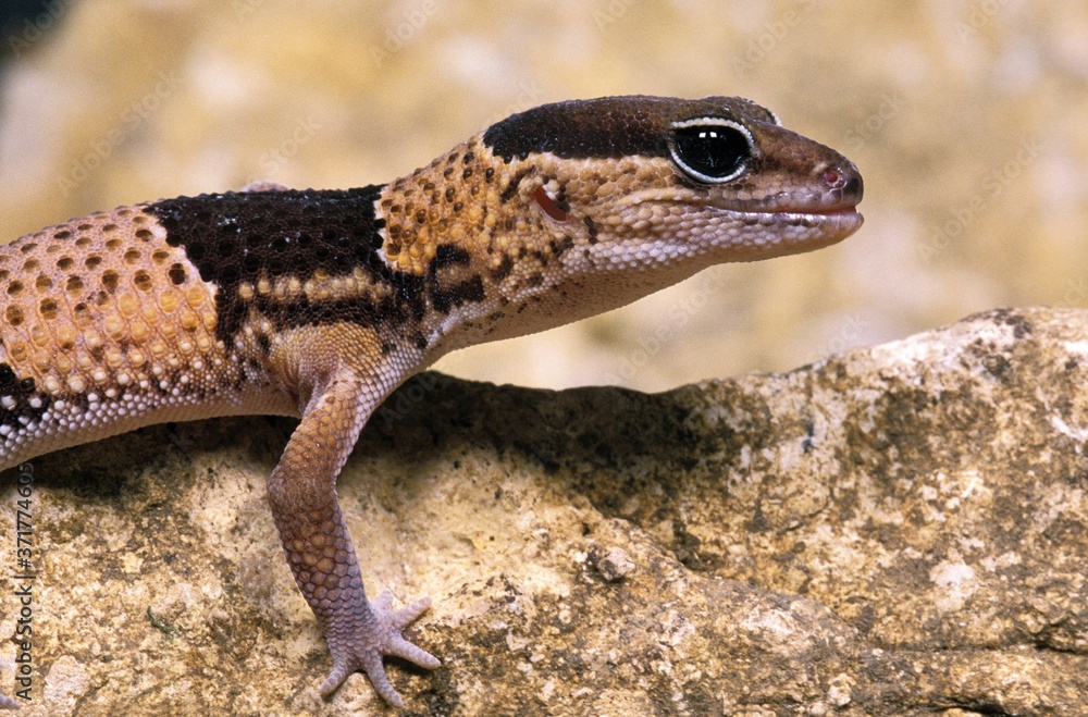Gecko standing on Stone Gecko standing on Stone