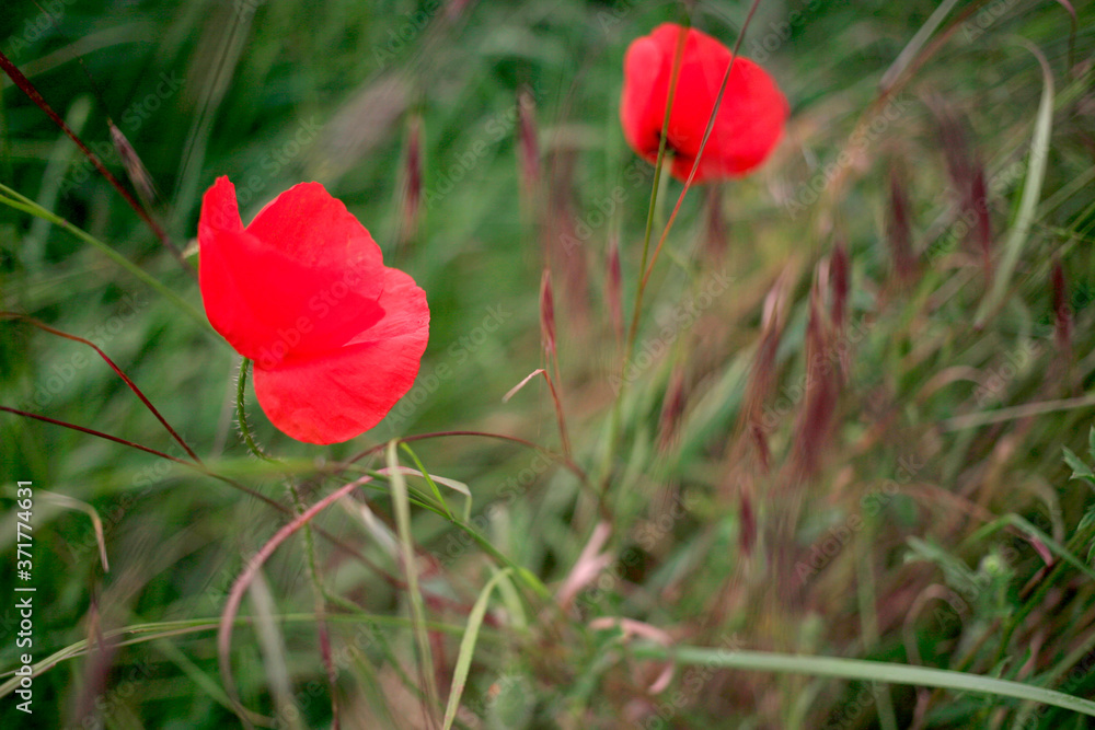 Obraz premium The poppies flowers in a green meadow close-up