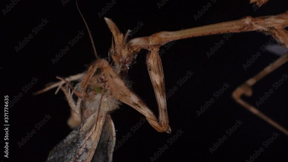 Conehead mantis extreme macro devour a moth in slow motion
