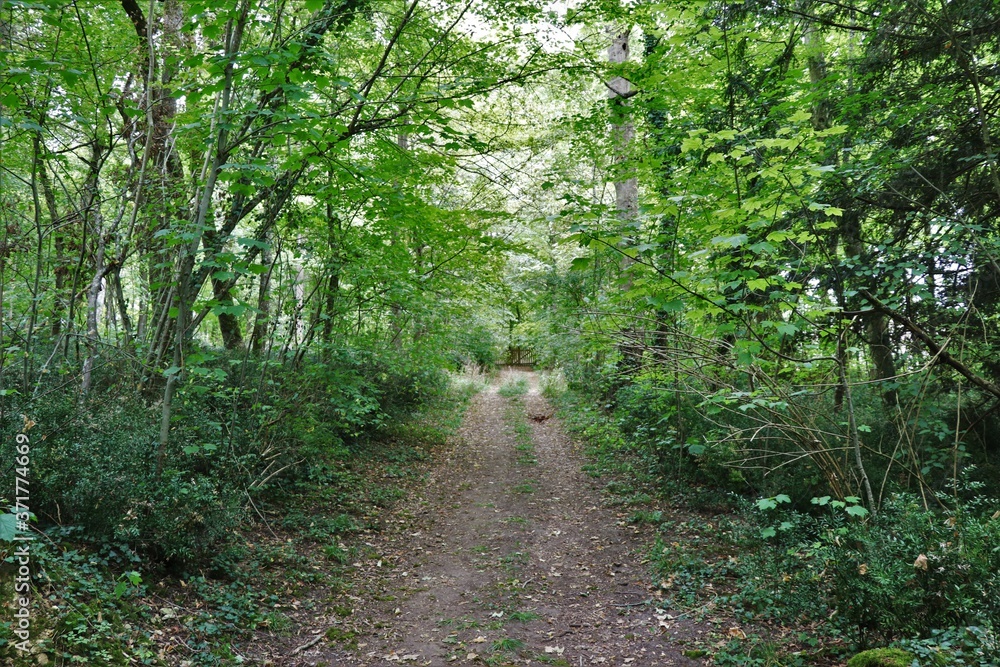 Fototapeta premium Chemin en foret française