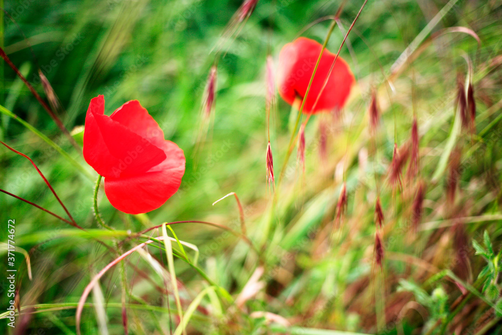 The poppies flowers in a green meadow close-up The poppies flowers in a green meadow close-up