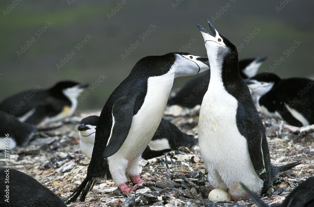 Fototapeta premium Chinstrap Penguin, pygoscelis antarctican, Pair standing on Nest, with Egg, Antarctica