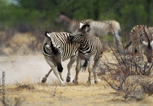 Burchell s Zebra  equus burchelli  Males Fighting  Masai Mara Park in Kenya