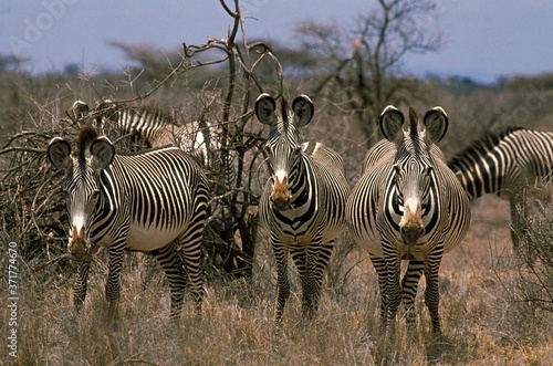 Grevy s Zebra  equus grevyi  Herd at Samburu park in Kenya