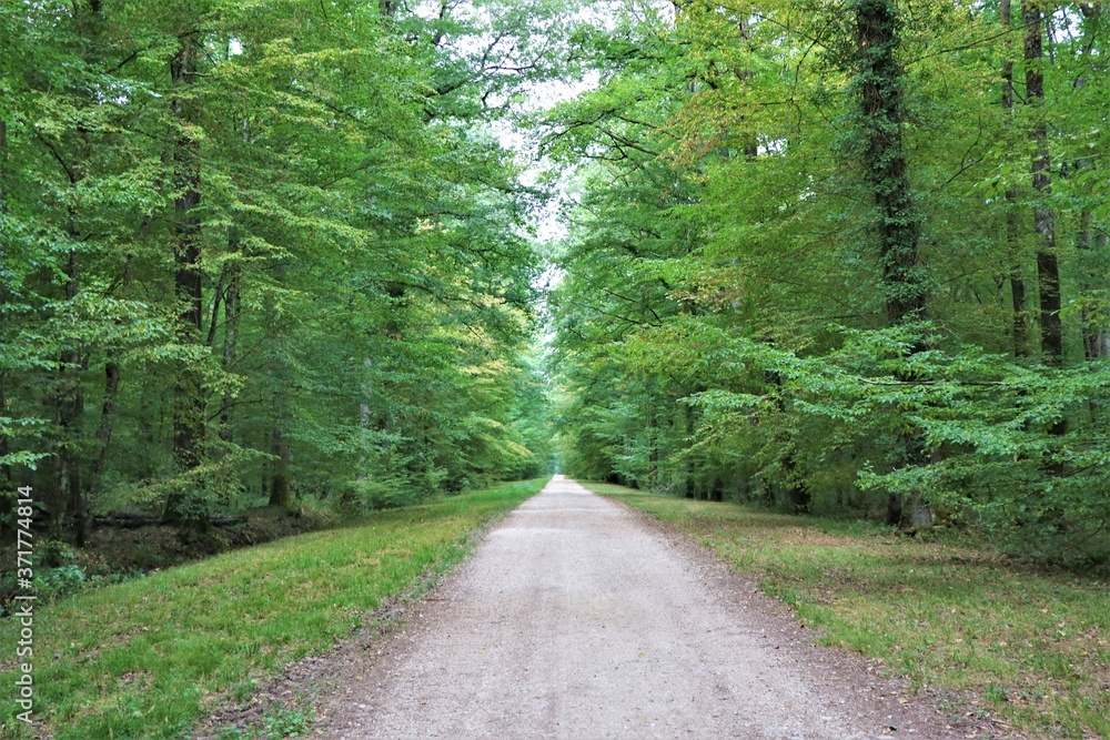 Fototapeta premium Chemin en foret française