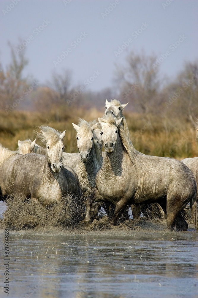 Fototapeta premium Camargue Horse, Herd standing in Swamp, Saintes Marie de la Mer in Camargue, in the South of France