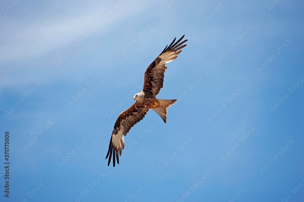 Red Kite, milvus milvus, Adult in Flight Red Kite, milvus milvus, Adult in Flight