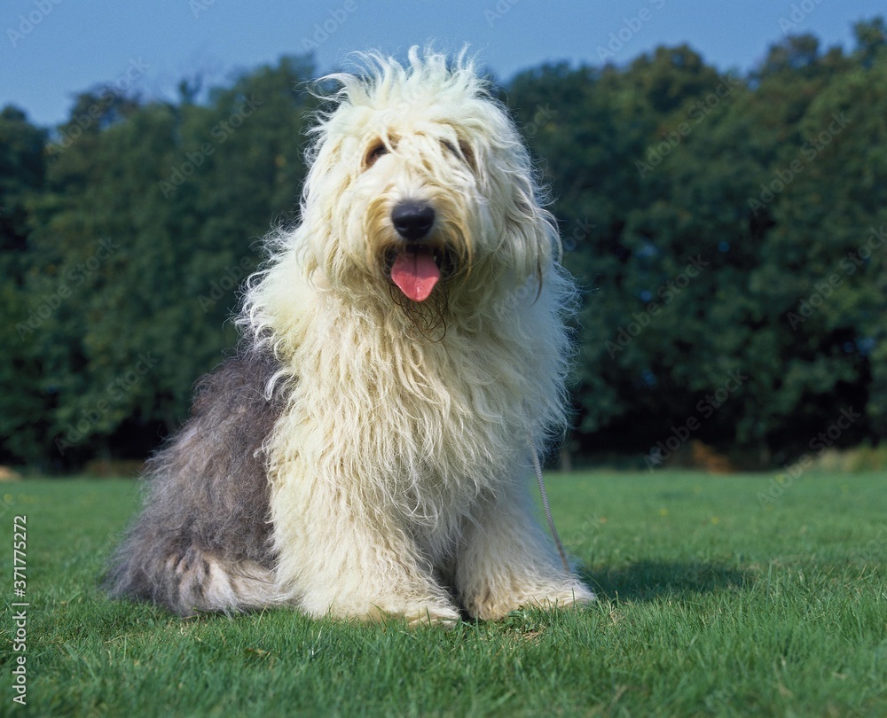 Bobtail Dog or Old English Sheepdog standing on Lawn Bobtail Dog or Old English Sheepdog standing on Lawn