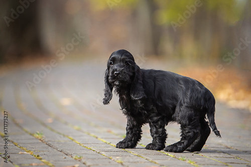 portrait of a little black cocker spaniel puppy in autumn park