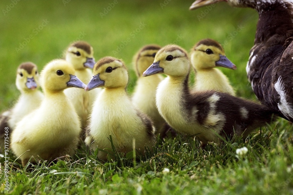 Muskovy Duck, cairina moschata, Mother and Ducklings Muskovy Duck, cairina moschata, Mother and Ducklings