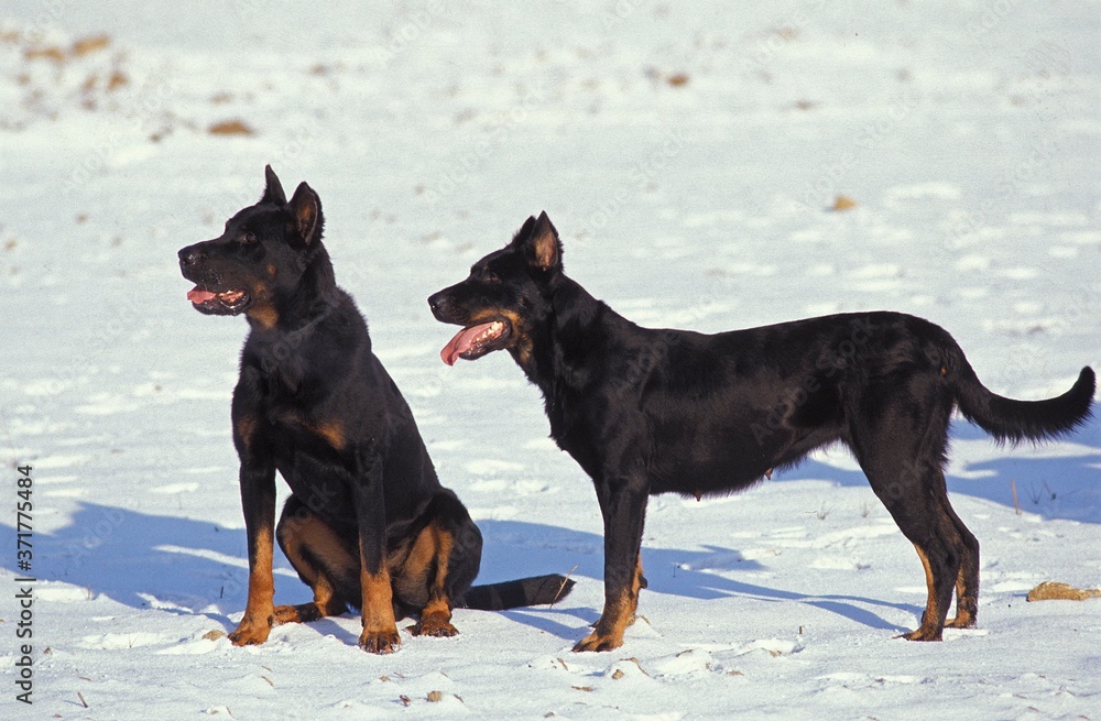 Beauceron Dog or Beauce Sheepdog standing on Snow, (Old Standard Breed with Cut Ears) Beauceron Dog or Beauce Sheepdog standing on Snow, (Old Standard Breed with Cut Ears)