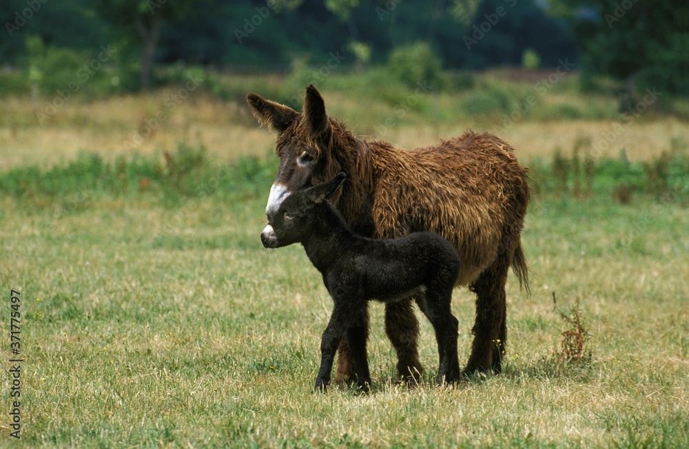 Poitou Donkey or Baudet du Poitou, a French Breed, Mother and Foal Poitou Donkey or Baudet du Poitou, a French Breed, Mother and Foal