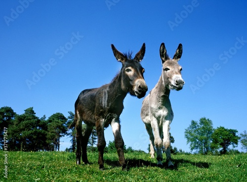 Grey Donkey and Donkey