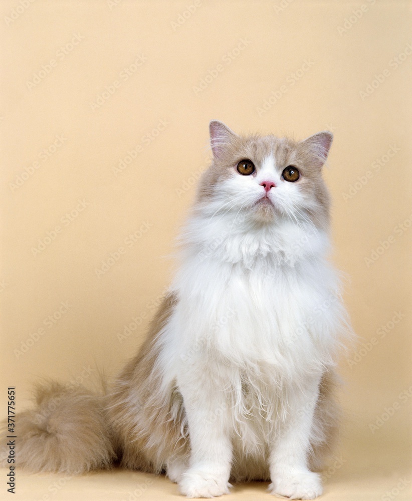 Cream and White Persian Domestic Cat
