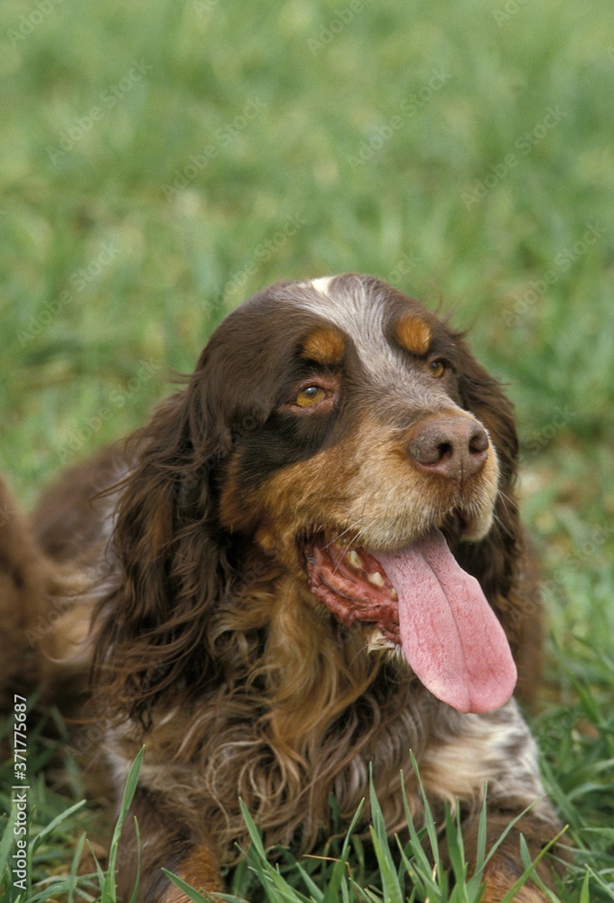 Picardy Spaniel Dog, laying on Grass with Tongue out Picardy Spaniel Dog, laying on Grass with Tongue out