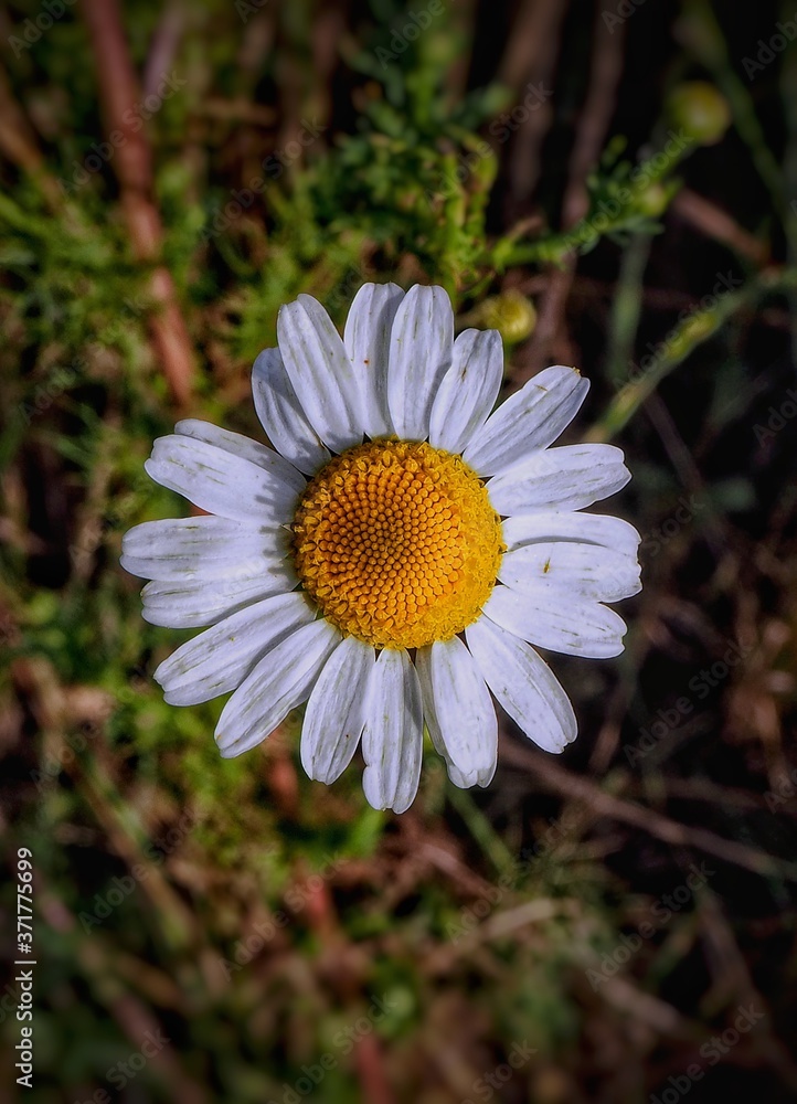Obraz premium White flower