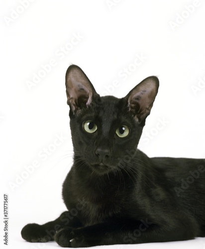 Ebony Oriental Cat against White Background
