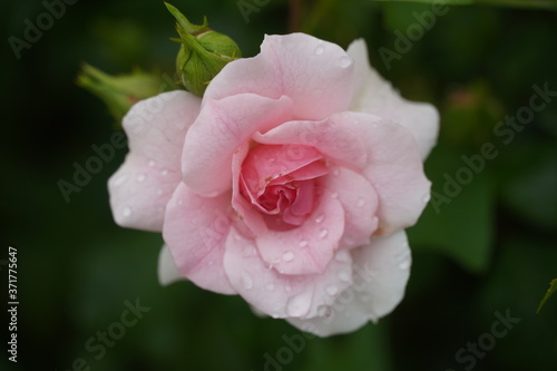 Beautiful closeup of rose flower with raindrops on it