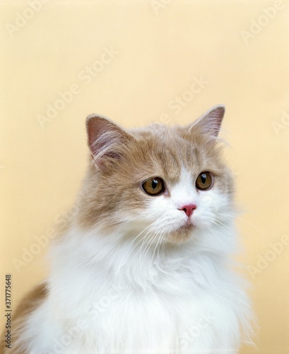 Cream and White Persian Domestic Cat, Portrait