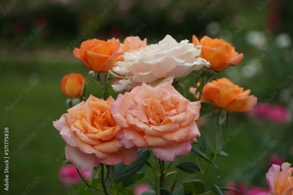 Beautiful closeup of rose flower with raindrops on it Beautiful closeup of rose flower with raindrops on it