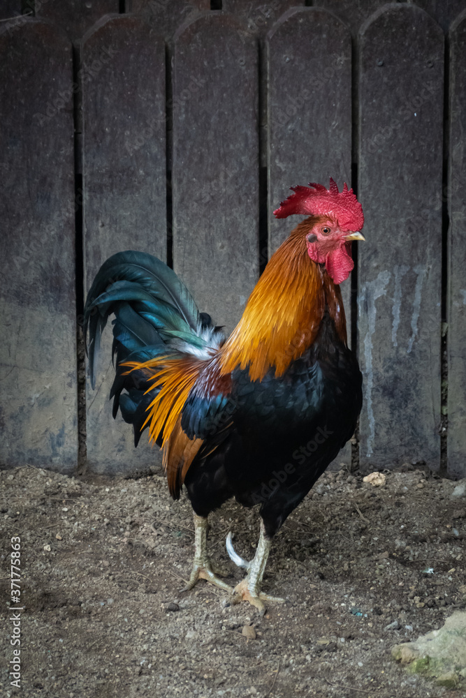 Rooster at a petting zoo
