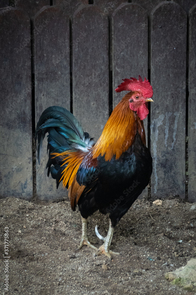Rooster at a petting zoo Rooster at a petting zoo