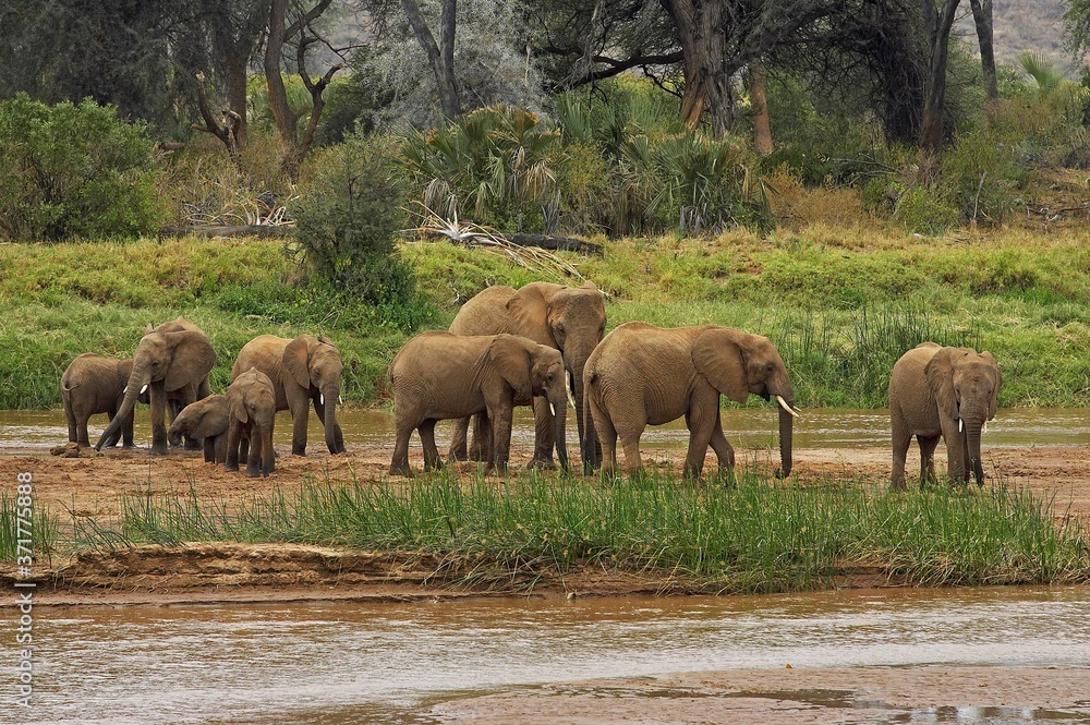 African Elephant, loxodonta africana, Herd at River, Samburu Park in Kenya African Elephant, loxodonta africana, Herd at River, Samburu Park in Kenya