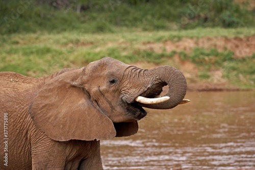 African Elephant, loxodonta africana, Adult drinking Water at River, Samburu Park in Kenya