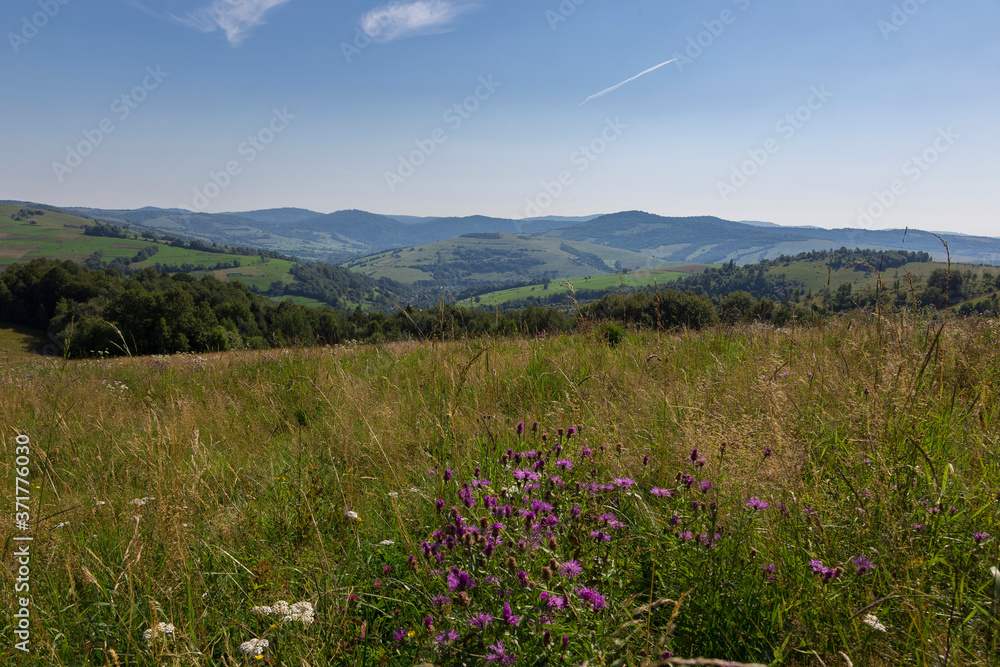 Mountain landscape of the Carpathians on a nice day. Mountains and forest on a sunny summer day. Ukrainian Carpathians The main watershed, Mount Pikuy