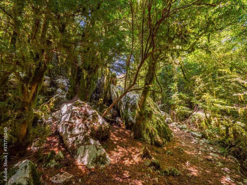 A path in the fairy green forest. Amazing forest of Albania A path in the fairy green forest. Amazing forest of Albania