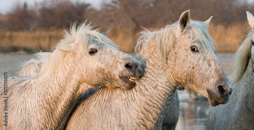 Camargue Horses biting, standing in Swamp, Saintes Marie de la Mer in the South of France