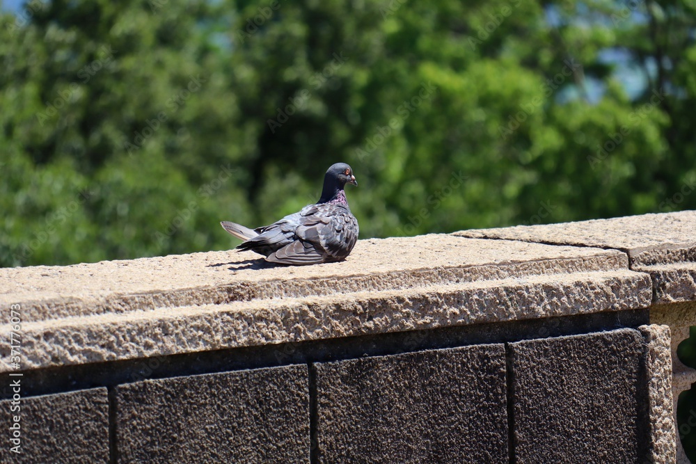 Obraz premium カワラバト（ドバト）