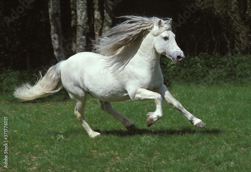 Camargue Horse Galloping through Meadow