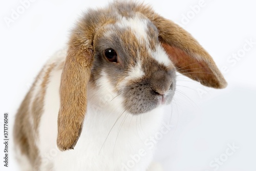 Lop-Eared Rabbit against White Background