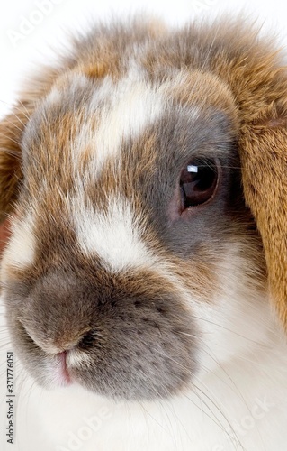 Lop-Eared Rabbit, Close up of Head