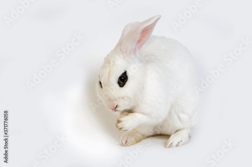 Hotot Domestic Rabbit, a Breed from Normandy photo