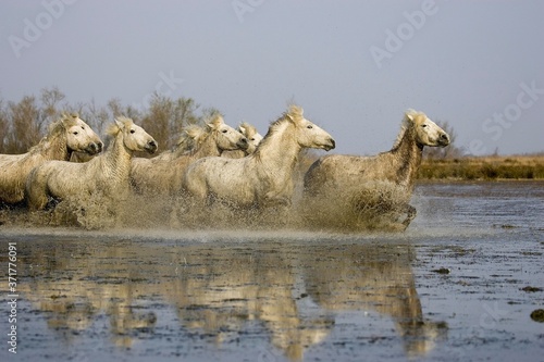 Fototapeta Naklejka Na Ścianę i Meble -  Camargue Horses, Herd Galloping through Swamp, Saintes Marie de la Mer in the South of France