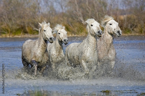 Fototapeta Naklejka Na Ścianę i Meble -  Camargue Horses, Herd standing in Swamp, Saintes Marie de la Mer in the South of France