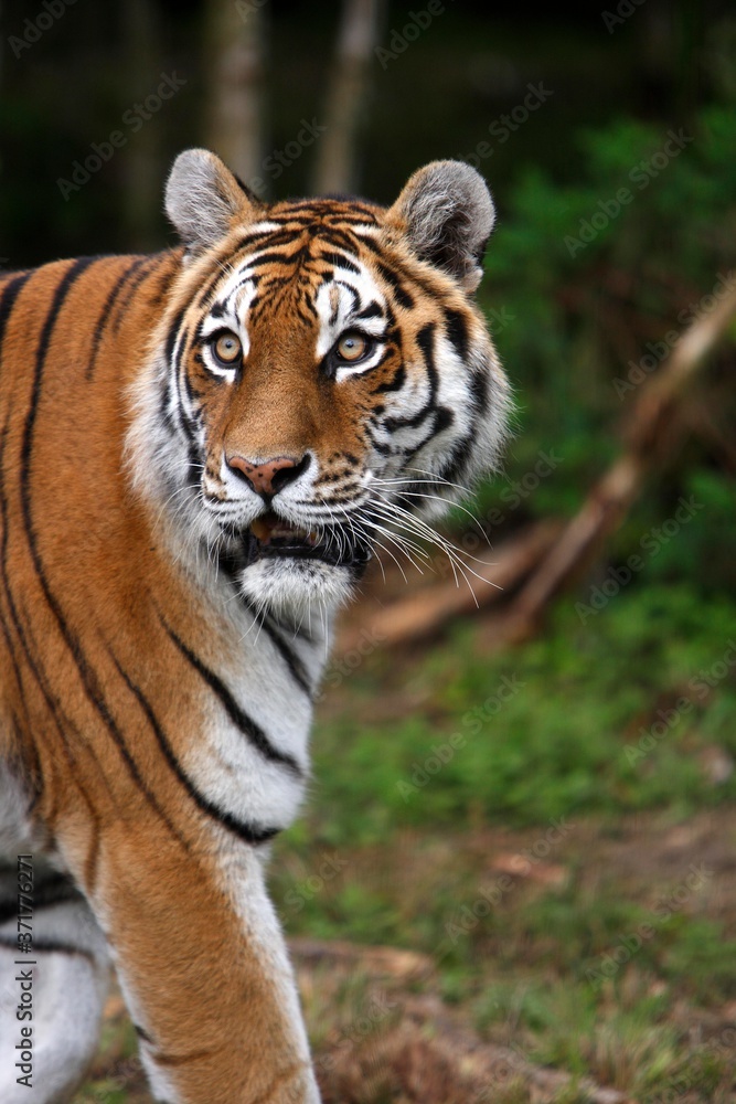 Siberian Tiger, panthera tigris altaica Siberian Tiger, panthera tigris altaica