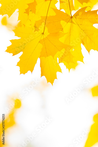 Maple leaves in autumn forest. Tree branch with autumn leaves. Yellowed maple leaves on a blurred background. Autumn nature background with bokeh. Very shallow focus