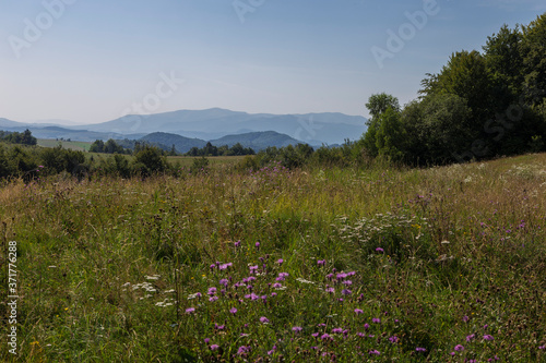 Mountain landscape of the Carpathians on a nice day. Mountains and forest on a sunny summer day. Ukrainian Carpathians The main watershed, Mount Pikuy